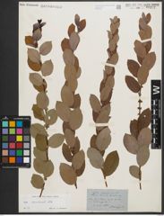 Foto von Salix starkeana Willd.